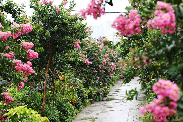 Loài cây “lạ” có hoa đẹp lộng lẫy, cứ gãi là “cười khúc khích“ - Hình 4 Loai cay “la” co hoa dep long lay, cu gai la “cuoi khuc khich“-Hinh-4