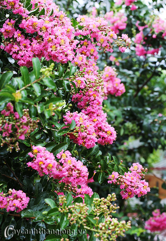 Loài cây “lạ” có hoa đẹp lộng lẫy, cứ gãi là “cười khúc khích“ - Hình 6 Loai cay “la” co hoa dep long lay, cu gai la “cuoi khuc khich“-Hinh-6