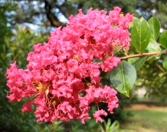 Loai cay “la” co hoa dep long lay, cu gai la “cuoi khuc khich“