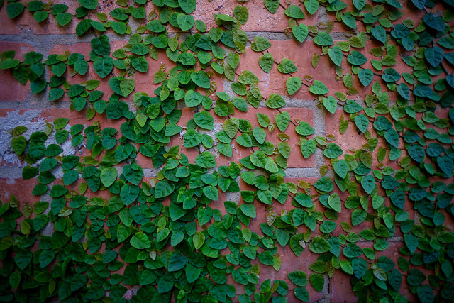 Lạ lùng loài cây mang tên động vật, trồng nhiều ở Việt Nam - Hình 2 La lung loai cay mang ten dong vat, trong nhieu o Viet Nam-Hinh-2