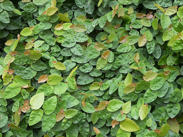 Lạ lùng loài cây mang tên động vật, trồng nhiều ở Việt Nam - Hình 3 La lung loai cay mang ten dong vat, trong nhieu o Viet Nam-Hinh-3