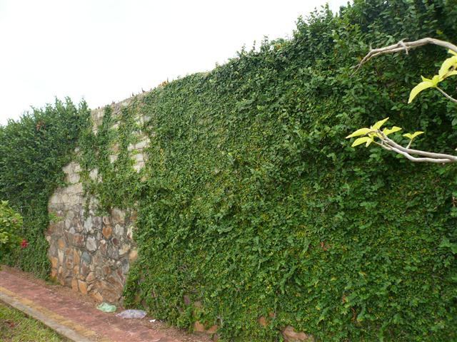 Lạ lùng loài cây mang tên động vật, trồng nhiều ở Việt Nam - Hình 4 La lung loai cay mang ten dong vat, trong nhieu o Viet Nam-Hinh-4