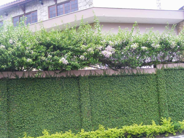 Lạ lùng loài cây mang tên động vật, trồng nhiều ở Việt Nam - Hình 7 La lung loai cay mang ten dong vat, trong nhieu o Viet Nam-Hinh-7