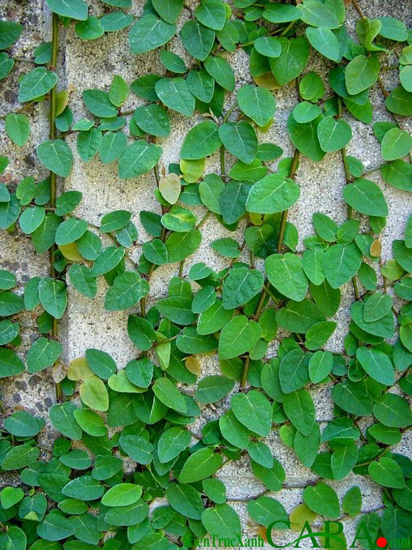 Lạ lùng loài cây mang tên động vật, trồng nhiều ở Việt Nam La lung loai cay mang ten dong vat, trong nhieu o Viet Nam