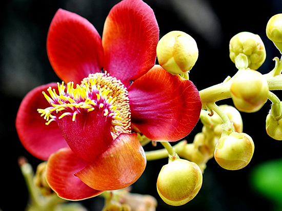 Hoa sala nở quanh năm nhưng sắc hoa rực rỡ nhất là vào tháng 2 đến tháng 5. Hoa sala nở rộ được xem là tượng trưng cho Phật pháp và có ý nghĩa thiêng liêng gắn liền với cuộc đời Đức Phật Thích Ca. Ảnh nhangsala.