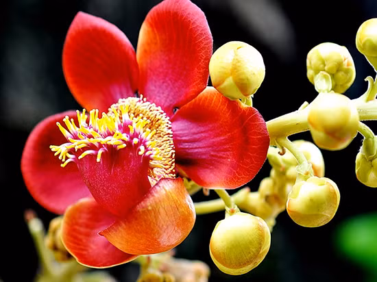 Hoa sala nở quanh năm nhưng sắc hoa rực rỡ nhất là vào tháng 2 đến tháng 5. Hoa sala nở rộ được xem là tượng trưng cho Phật pháp và có ý nghĩa thiêng liêng gắn liền với cuộc đời Đức Phật Thích Ca. Ảnh nhangsala.