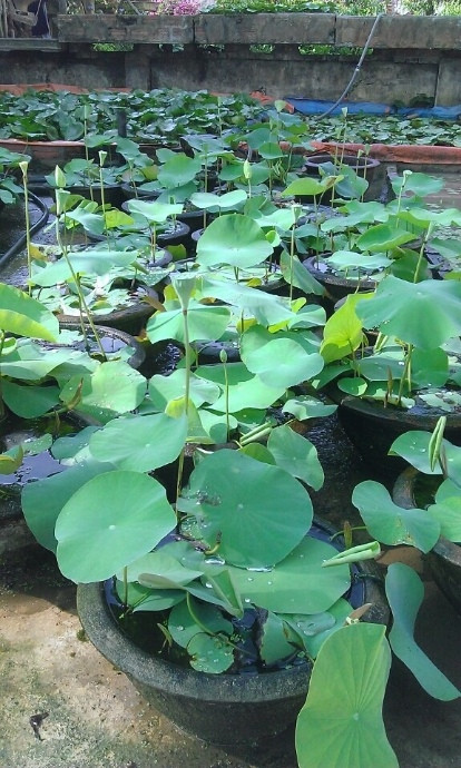 Ngày nay, sen Cung Đình được trồng trong các chậu nhỏ để làm cảnh. Loài sen này còn có mùi thơm lan tỏa hơn những loại sen khác hiện nay. Ảnh chamsoccaytrong.