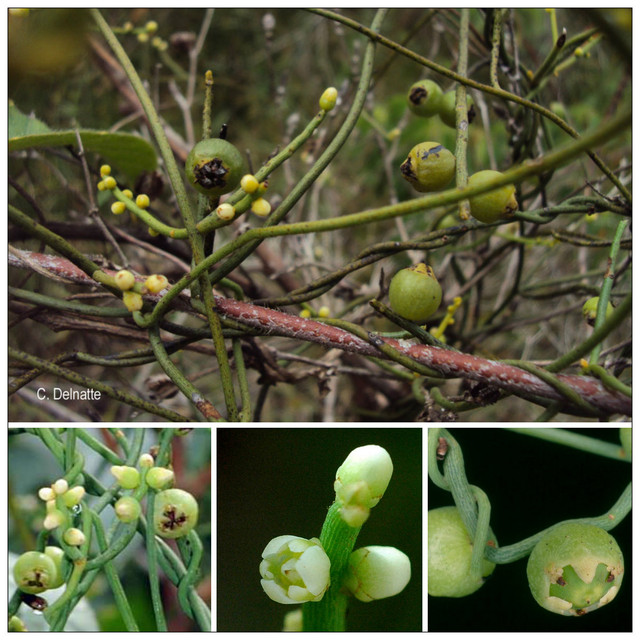 Hãi hùng cây tơ xanh biến ong bắp cày thành xác ướp - Hình 3 Hai hung cay to xanh bien ong bap cay thanh xac uop-Hinh-3