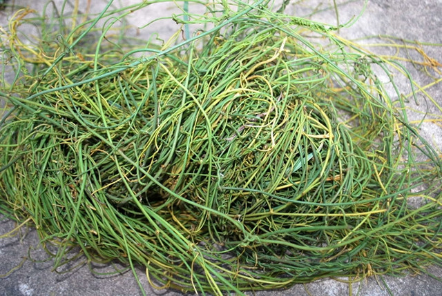 Hãi hùng cây tơ xanh biến ong bắp cày thành xác ướp - Hình 2 Hai hung cay to xanh bien ong bap cay thanh xac uop-Hinh-2