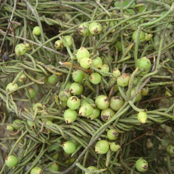 Hãi hùng cây tơ xanh biến ong bắp cày thành xác ướp - Hình 4 Hai hung cay to xanh bien ong bap cay thanh xac uop-Hinh-4