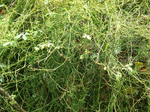 Hãi hùng cây tơ xanh biến ong bắp cày thành xác ướp Hai hung cay to xanh bien ong bap cay thanh xac uop