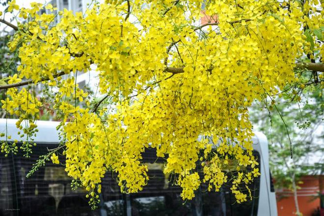 Muồng hoàng hậu đẹp, đang nở rộ ở Hà Nội có gì thú vị? - Hình 6 Muong hoang hau dep, dang no ro o Ha Noi co gi thu vi?-Hinh-6