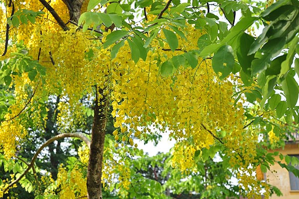 Muồng hoàng hậu đẹp, đang nở rộ ở Hà Nội có gì thú vị? - Hình 2 Muong hoang hau dep, dang no ro o Ha Noi co gi thu vi?-Hinh-2