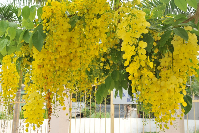 Muồng hoàng hậu đẹp, đang nở rộ ở Hà Nội có gì thú vị? Muong hoang hau dep, dang no ro o Ha Noi co gi thu vi?