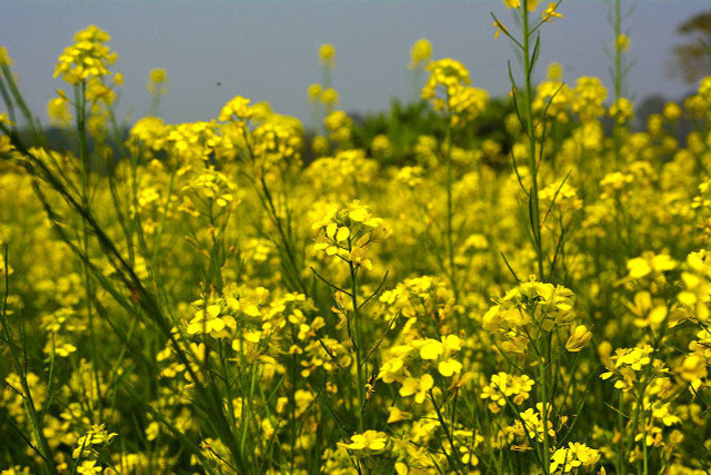 Loài cây "siêu chất biết “mượn gió bẻ măng” đối phó kẻ thù - Hình 5 Loai cay