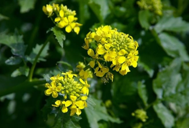 Loài cây "siêu chất biết “mượn gió bẻ măng” đối phó kẻ thù - Hình 7 Loai cay