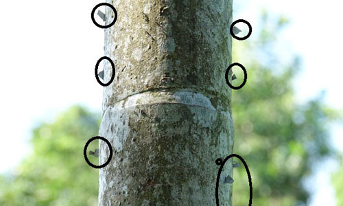 Rùng mình chuyện cắm dao lam, cắm chông, dán bùa chống trộm cau Rung minh chuyen cam dao lam, cam chong, dan bua chong trom cau