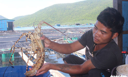 “Thủ phủ tôm hùm” lại lao đao “Thu phu tom hum” lai lao dao