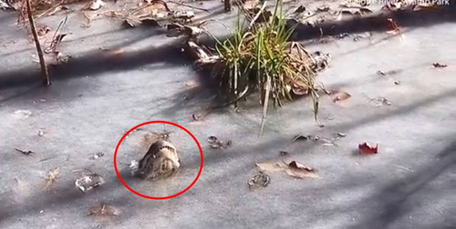 Mới đây, hình ảnh những con cá sấu thông minh vươn mình qua lớp băng mỏng để thở, chống lại cái lạnh khắc nghiệt của mùa đông ở Mỹ khiến nhiều người ấn tượng. Loài động vật này có khả năng hạ thấp thân nhiệt để giảm thiểu sự thoát nhiệt, giảm thiểu trao đổi chất, nhằm duy trì tình trạng cơ thể, tồn tại trong thời tiết giá lạnh. Mới đây, hình ảnh những con cá sấu thông minh vươn mình qua lớp băng mỏng để thở, chống lại cái lạnh khắc nghiệt của mùa đông ở Mỹ khiến nhiều người ấn tượng. Loài động vật này có khả năng hạ thấp thân nhiệt để giảm thiểu sự thoát nhiệt, giảm thiểu trao đổi chất, nhằm duy trì tình trạng cơ thể, tồn tại trong thời tiết giá lạnh.