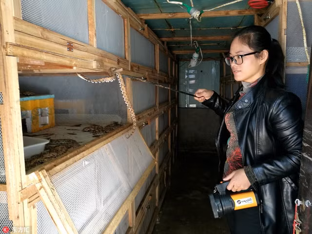 Theo Lý Chân Chân chia sẻ, suốt 5 năm qua, cô không thể nhớ nổi mình bị rắn cắn bao nhiêu lần. "Rắn độc cắn đau đớn đến không muốn sống, nỗi đau này cũng chỉ có mình tôi biết", cô nói. (Nguồn Sina)