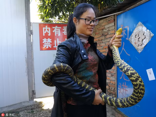 Ở Trung Quốc, có một loài rắn cực độc, được mệnh danh là rắn ngũ bộ xà, tương truyền, nọc độc của loài rắn này mạnh đến mức, chỉ cần bị nó cắn, nạn nhân sẽ trúng độc ngay lập tức, đi không quá 5 bước sẽ chết bất đắc kỳ tử. (Nguồn Sina)