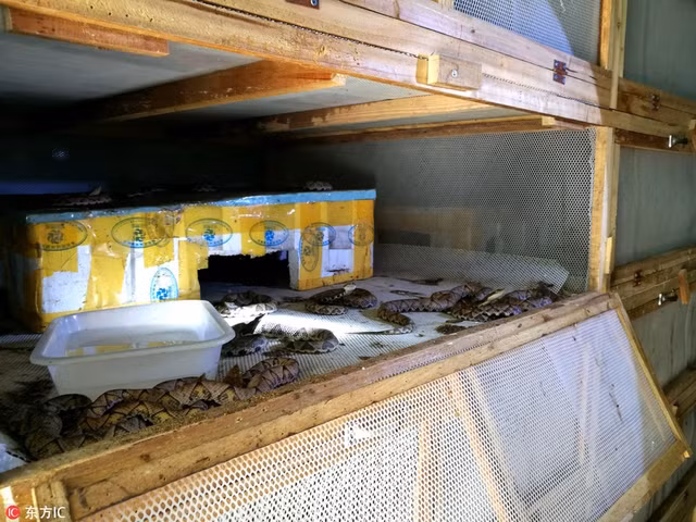 Được biết, năm nay, trang trại rắn 3000 mét vuông của Lý Chân Chân đem về cho cô khoảng 10 triệu nhân dân tệ (khoảng 35 tỷ đồng), một con số khiến rất nhiều người ngưỡng mộ. Tuy nhiên ngưỡng mộ đến mấy, cũng hiếm người dám mạo hiểm mạng sống để sống với cả chục ngàn con rắn độc như Lý Chân Chân. (Nguồn Sina)