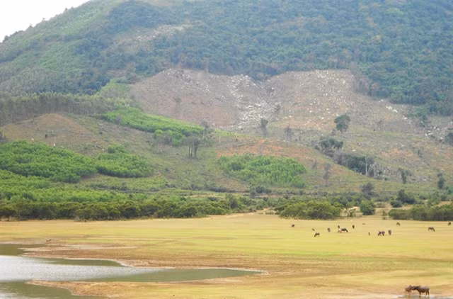 Pha rung phong ho va tra loi khong giong ai cua “quan” Viet-Hinh-3
