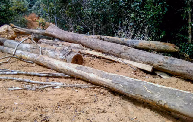 Pha rung phong ho va tra loi khong giong ai cua “quan” Viet-Hinh-2