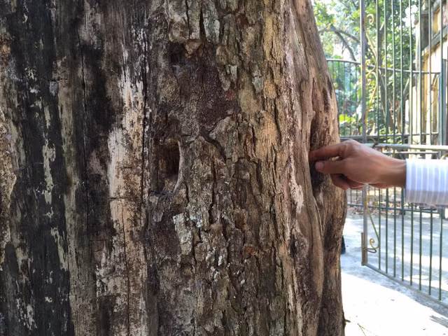 26 ty ban cay sua o Bac Ninh duoc chia cho nhung ai?-Hinh-7