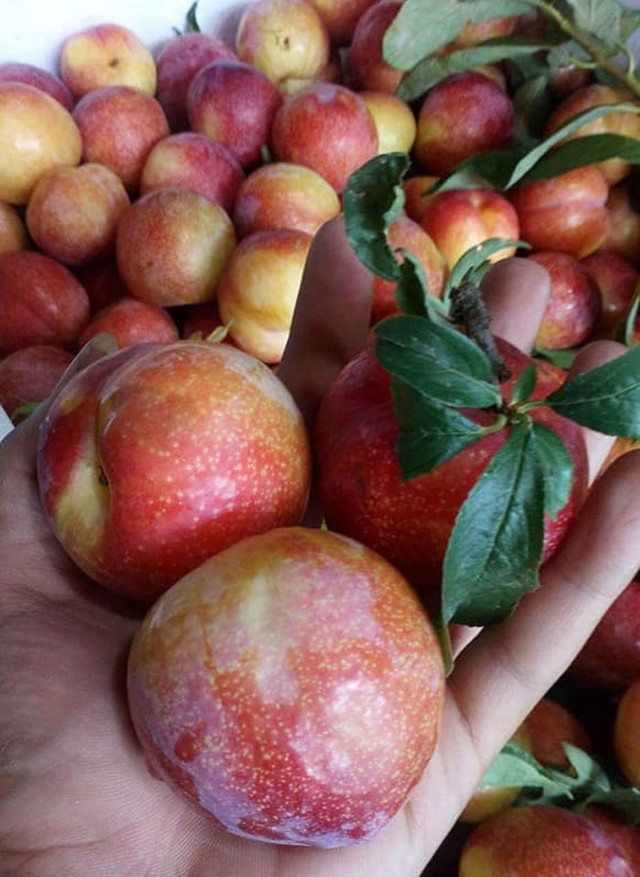Mận hồng Trung Quốc nhìn qua khá giống với mận hậu của Việt Nam lúc bắt đầu chín