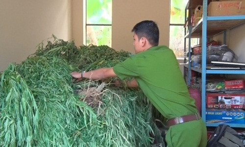 Số cần sa thu giữ - Ảnh: Thanh Nguyên