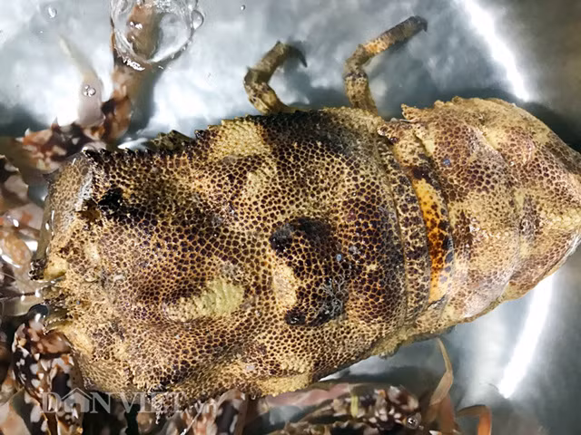 Loai tom dac biet nay co gia hon nua chi vang