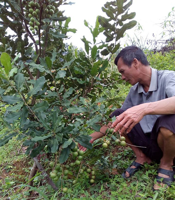 Làm giàu khác người: Chuyện về “ông trùm” cây “tỷ đô” ở xứ Lạng - Hình 2 Lam giau khac nguoi: Chuyen ve “ong trum” cay “ty do” o xu Lang-Hinh-2