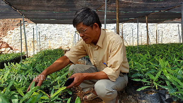 Làm giàu khác người: Chuyện về “ông trùm” cây “tỷ đô” ở xứ Lạng Lam giau khac nguoi: Chuyen ve “ong trum” cay “ty do” o xu Lang