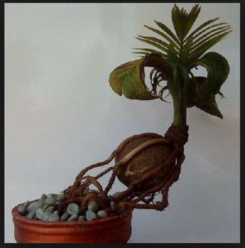 Cây có thể trồng được ở trong nhà và ngoài trời. Ảnh: budidayabonsai.com.