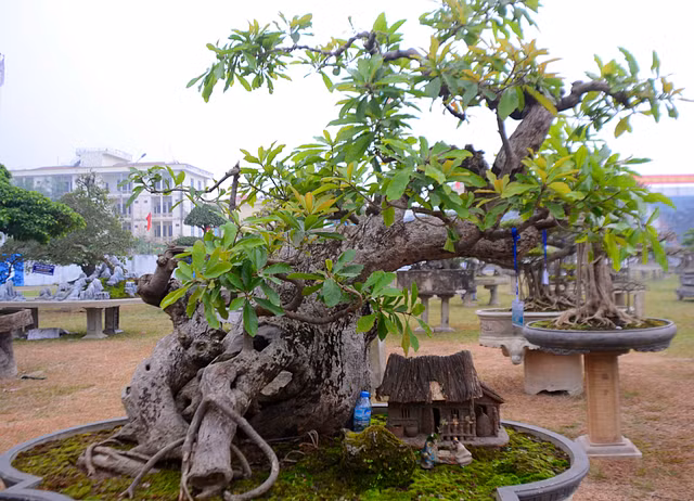 Nói đến cây lộc vừng cổ, mọi người thường nghĩ đến hình ảnh cây cổ thụ, sừng sững. Tuy nhiên, cây lộc vừng của nghệ nhân Trần Phi Hùng lại có dáng siêu mềm mại.