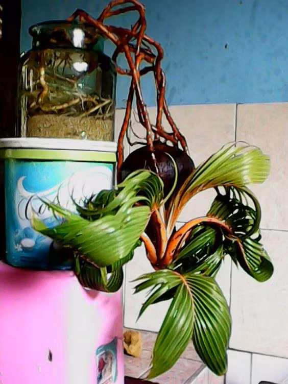 Loại cây cảnh này có thân hơi cong giống cây dừa, lá nhỏ xẻ dài của họ nhà dừa, Ảnh: Tamu Tamu.