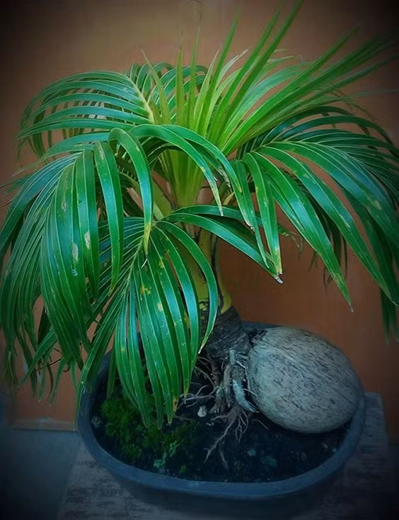 Chúng thường được trồng chậu làm cây cảnh văn phòng, cây nội thất trong các công sở, đại sảnh… rất sang trọng và đẹp mắt hoặc trồng trang trí các công viên, quán café… Ảnh: Coco Bonsai.