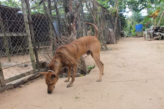 Còn con chó xoáy này được ông Năm Cưa đặt tên là "Linda"