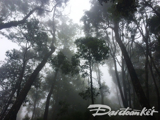 Khám phá cây pơ mu “khủng” gần 1000 năm tuổi - Hình 2 Kham pha cay po mu “khung” gan 1000 nam tuoi-Hinh-2