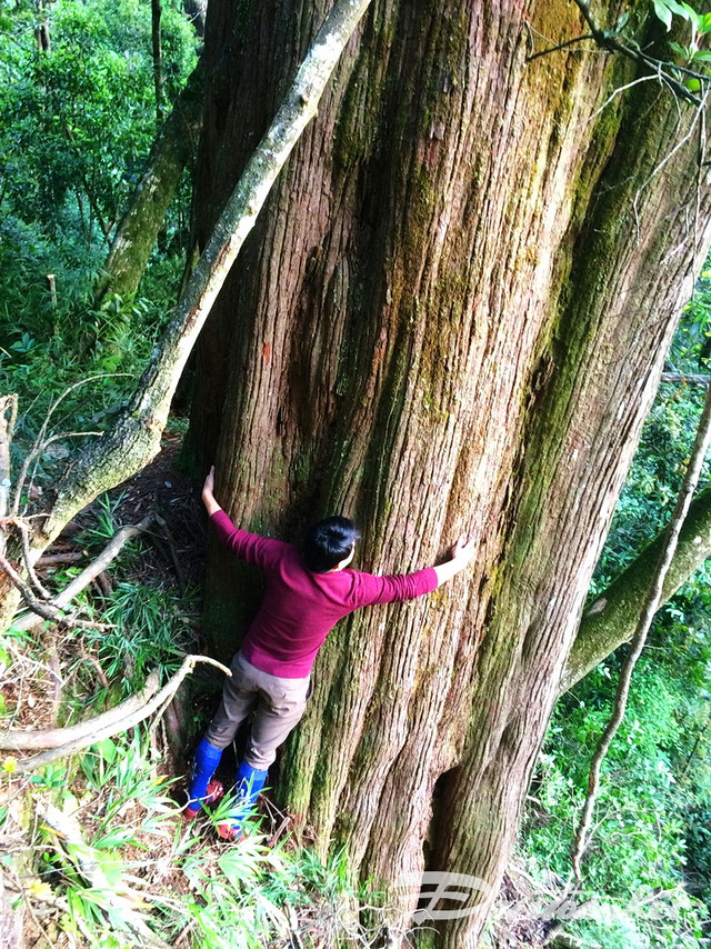 Khám phá cây pơ mu “khủng” gần 1000 năm tuổi - Hình 3 Kham pha cay po mu “khung” gan 1000 nam tuoi-Hinh-3