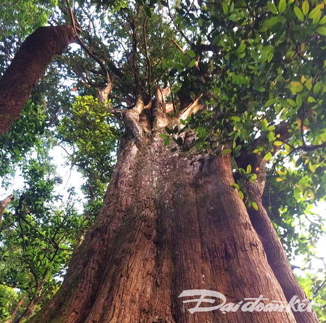 Khám phá cây pơ mu “khủng” gần 1000 năm tuổi Kham pha cay po mu “khung” gan 1000 nam tuoi