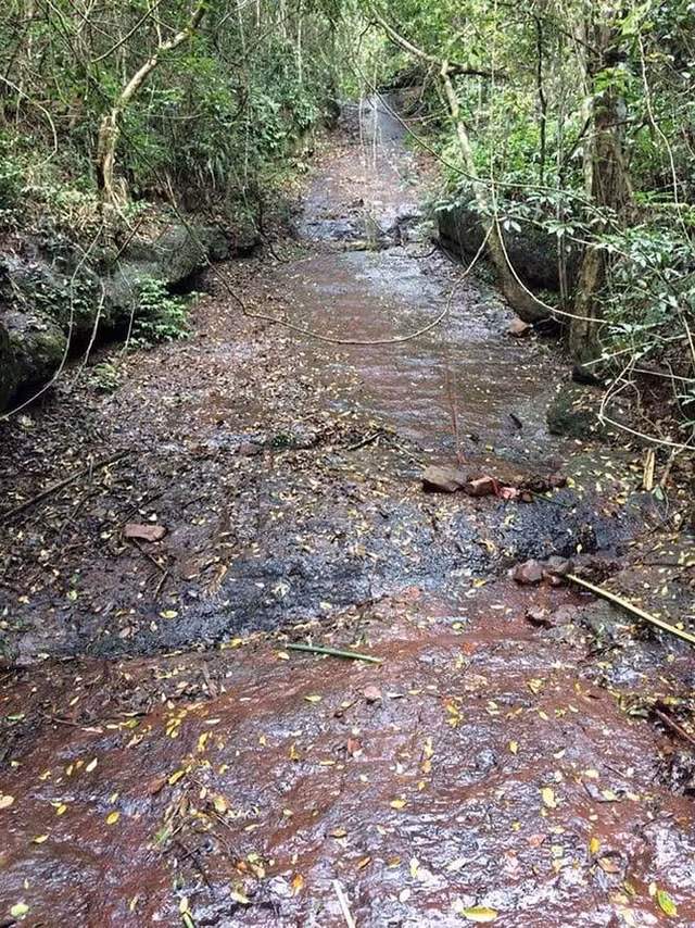 Hang rong moi phat hien o rung Quang Ninh co gi?-Hinh-3