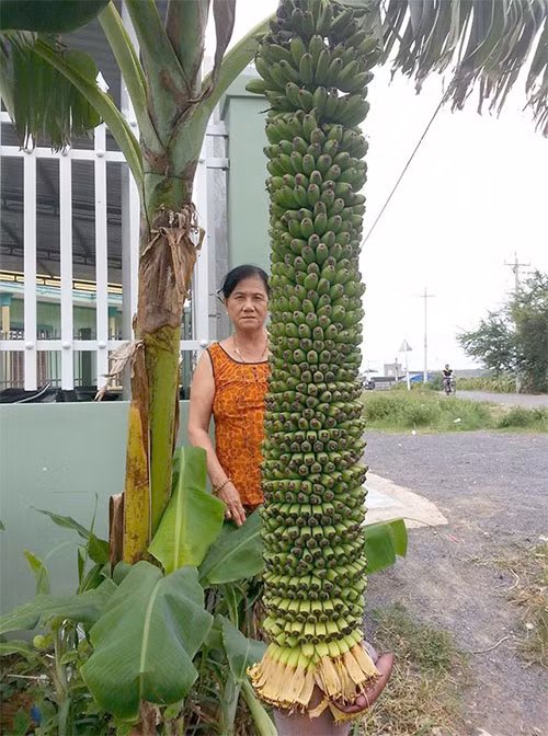 Mang ve trong thu, ai ngo duoc cay chuoi tram nai
