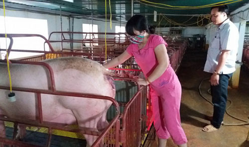 Vợ chồng anh Đỗ Văn Dũng trong trang trại chăn nuôi của gia đình. Ảnh: Nguyễn Thiêm Vợ chồng anh Đỗ Văn Dũng trong trang trại chăn nuôi của gia đình. Ảnh: Nguyễn Thiêm