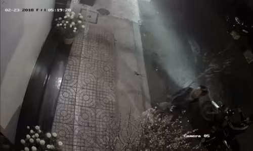 Một người cầm lái, một người đặt cây đào trơ cành và người còn lại ôm cây đào sum suê hoa lá lên xe.