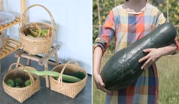 cho đến bí ngô, khoai, ngô, dưa hấu,…