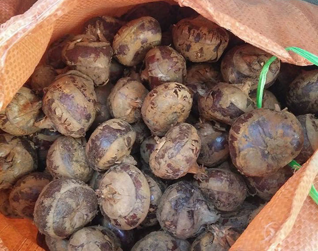 Tại chợ đầu mối giá mã thầy chỉ dao động từ 13.000-16.000 đồng/kg. Tại chợ đầu mối giá mã thầy chỉ dao động từ 13.000-16.000 đồng/kg.