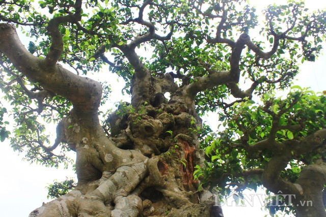 Thân cây sanh cổ to khỏe, với những vết sẹo của năm tháng hằn lên vô số mang đến cho người xem sự thích thú. Thân cây sanh cổ to khỏe, với những vết sẹo của năm tháng hằn lên vô số mang đến cho người xem sự thích thú.