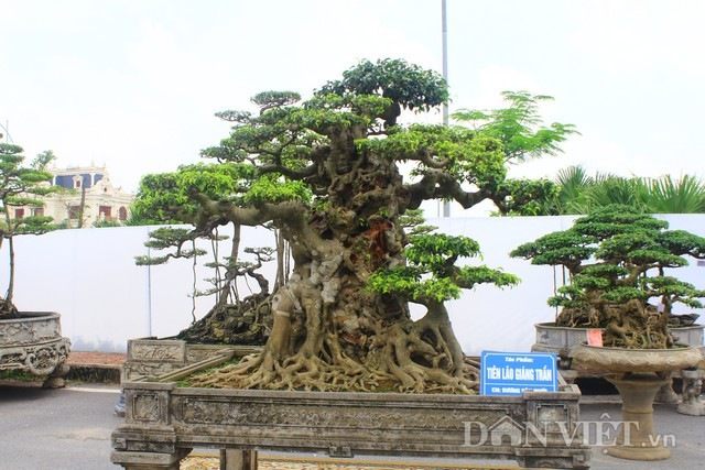 Cây sanh có tuổi đời hàng trăm năm tuổi được anh mua về từ nhà thờ đá Phát Diện, Ninh Bình. Cây sanh có tuổi đời hàng trăm năm tuổi được anh mua về từ nhà thờ đá Phát Diện, Ninh Bình.